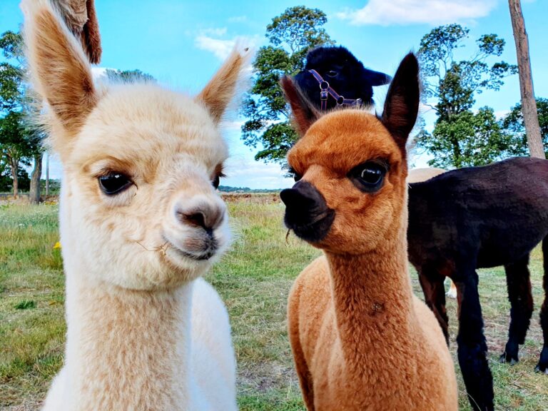 2020 lockdown births cria Rosie and Mocha 1 1 768x576