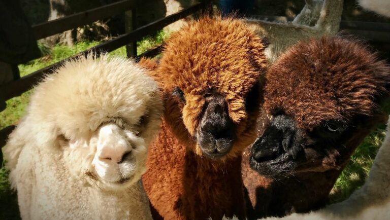 3 alpacas photo 1 768x434