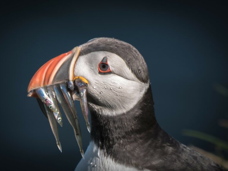 Another Puffin with Sandeels CS 2 reduced 768x576