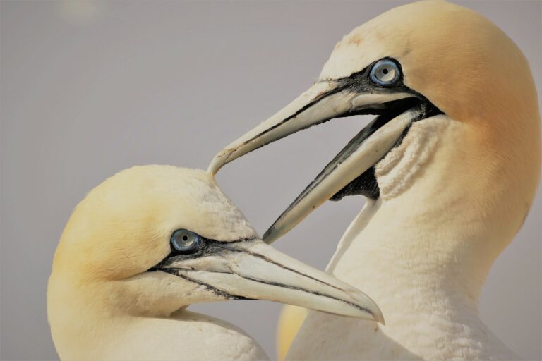 Bass BRL head shot adult 3 768x512