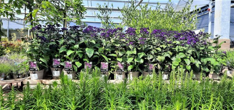 Garden Centre Plants Visit East Lothian 768x363