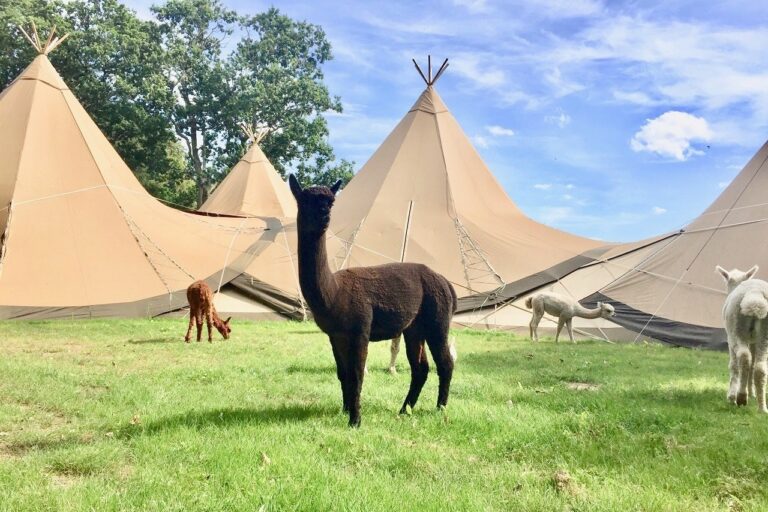 John Muir Alpacas tipis sm 768x512
