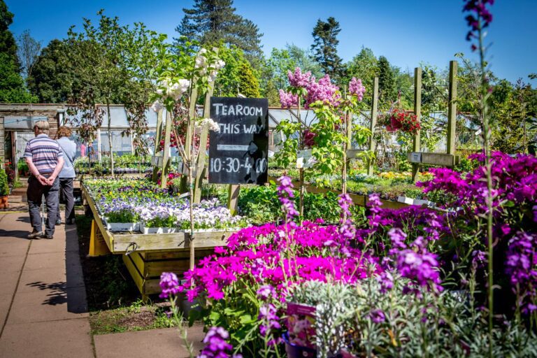 Smeaton Nursery Flowers Visit East Lothian 768x512