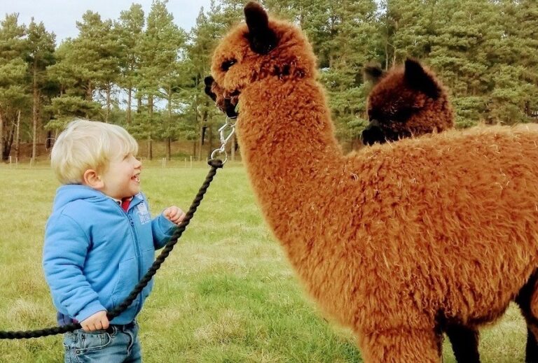 alpaca kids session sm 768x519