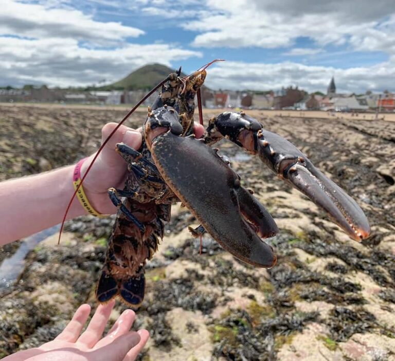 Lobster Hatchery Visit East Lothian 768x702
