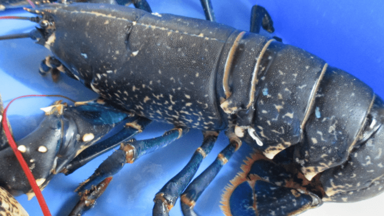 Belhaven Blue Lobster Visit East Lothian 768x432