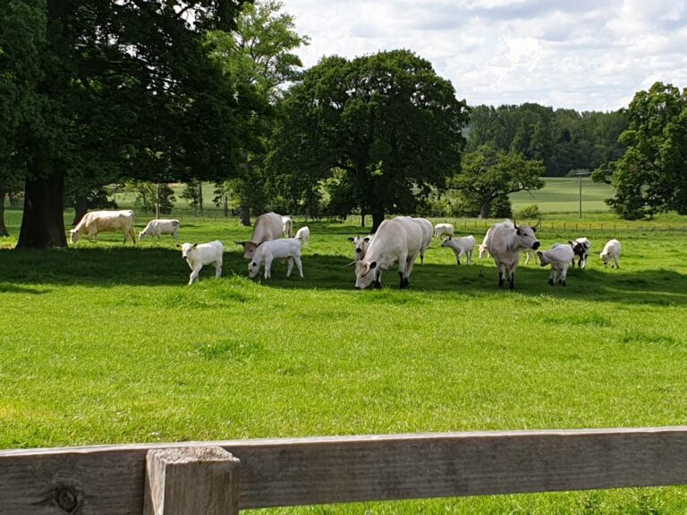 Lennoxlove Cows Visit East Lothian 768x576