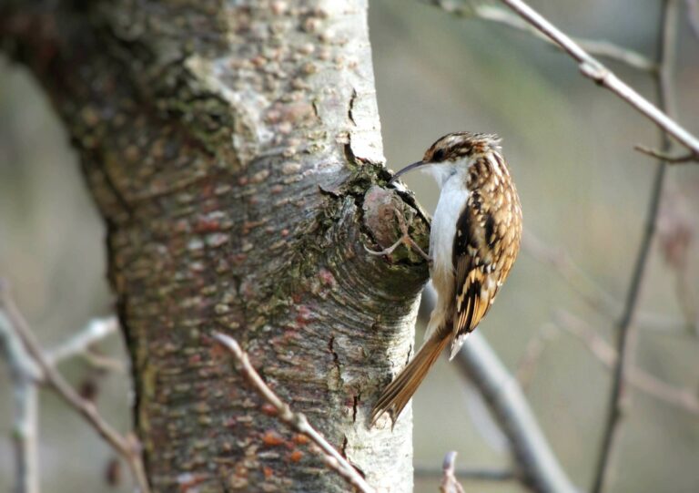 Brown Creeper A Little Br 768x541