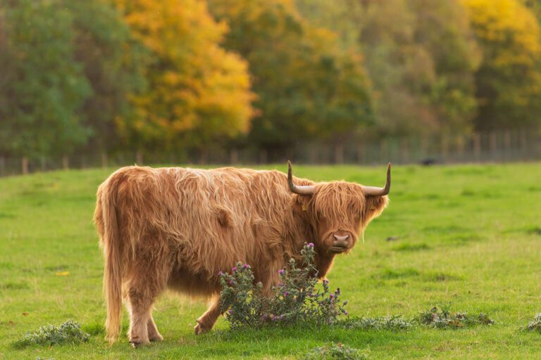 Highland Cow Smeaton Estate Visit East Lothian TD 768x512