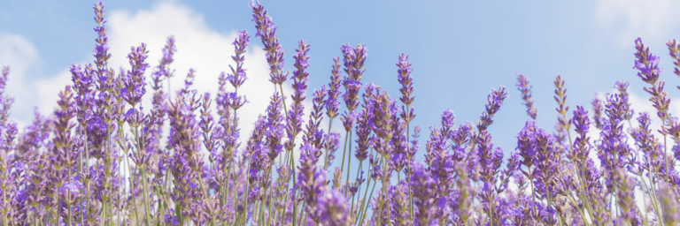 Lothian Lavender Visit East Lothian 768x256
