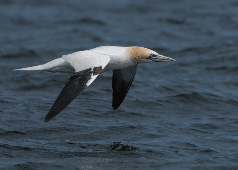 Gannet from NB beach 768x548