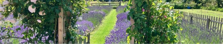 Lothian Lavendar 2 Visit East Lothian 768x154