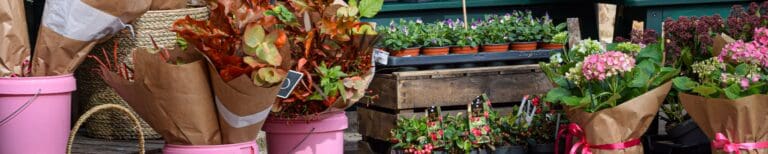 In Bloom Header Image Visit East Lothian 768x154